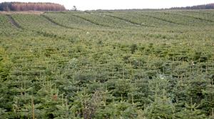 Christmas trees